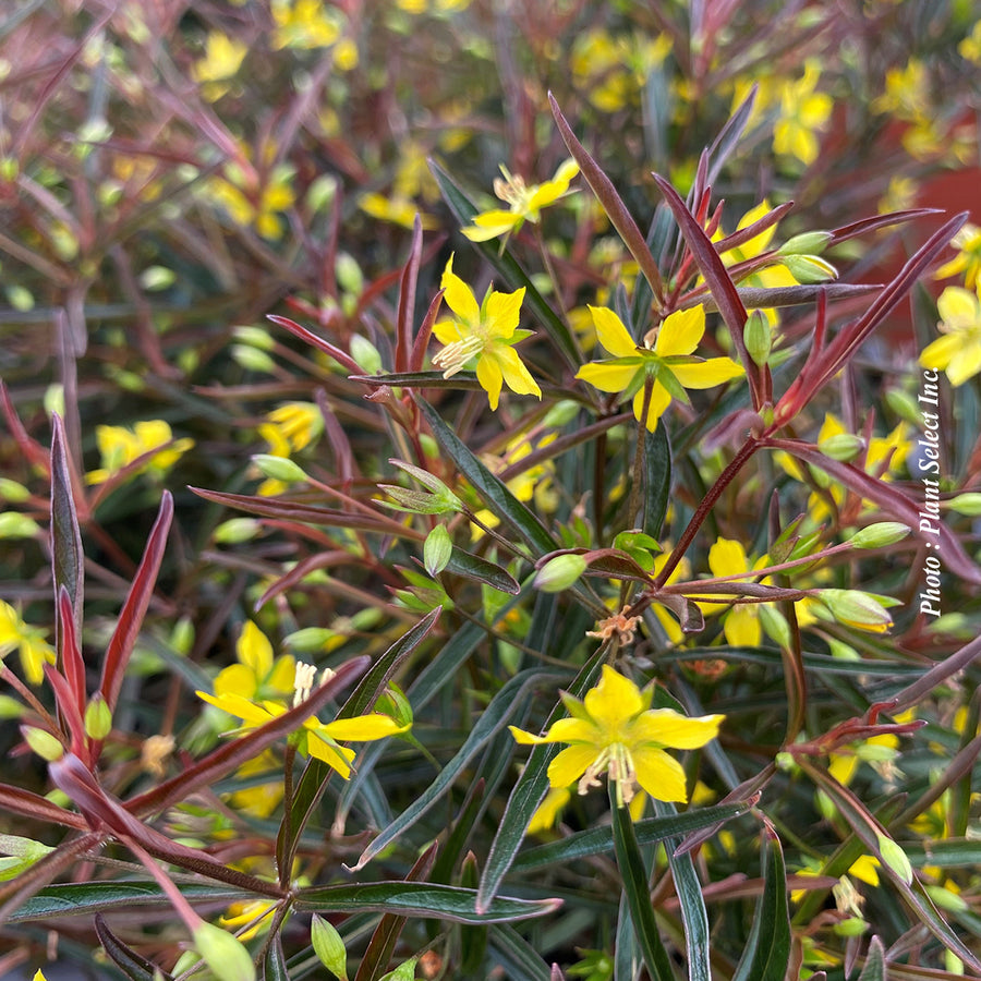 Lysimachia lanceolata 'Burgundy Mist'