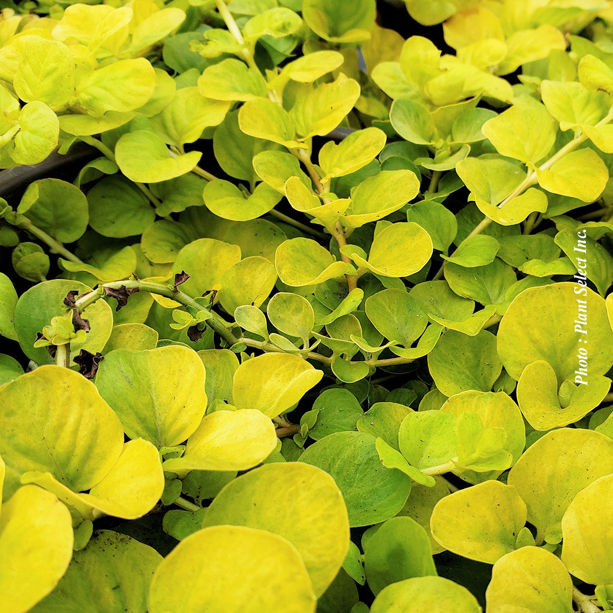 Lysimachia nummularia 'Aurea'