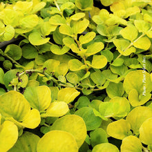 Lysimachia nummularia 'Aurea'