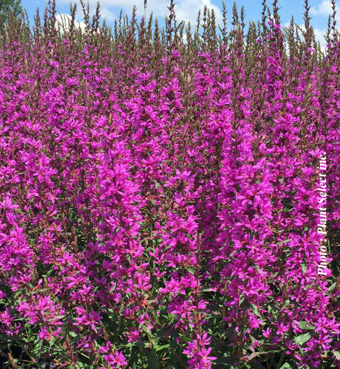 Lythrum virgatum 'Morden's Gleam'