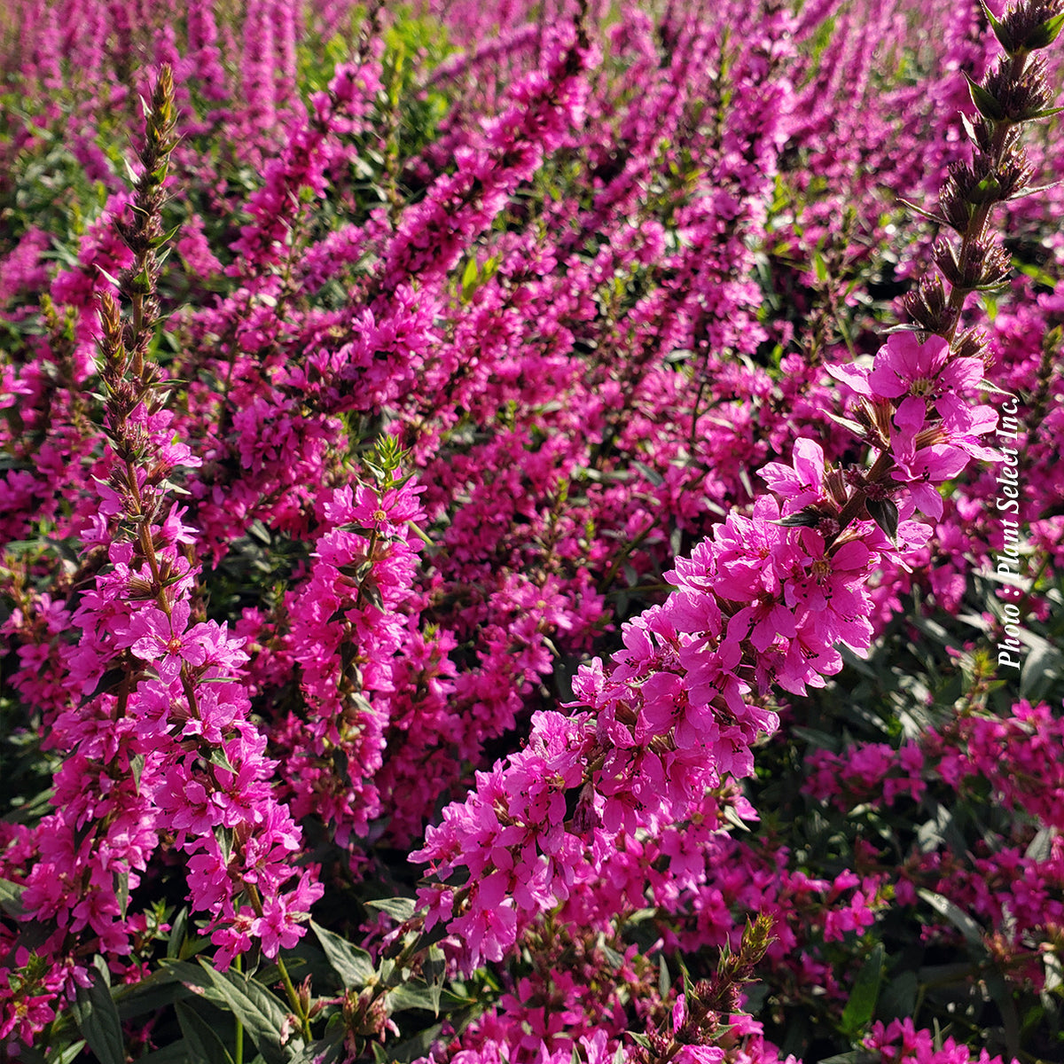 Lythrum salicaria 'Robert'