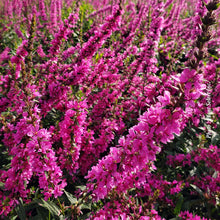 Lythrum salicaria 'Robert'