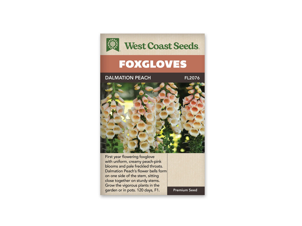 Sachet Dalmation Peach de West Coast Seeds sur fond blanc. La photo montre plusieurs hampes dressées aux cloches crème et rose pêche. Les gorges sont plus colorées, avec de fines mouchetures, et des boutons fermés se trouvent au sommet. Le bandeau orangé indique Foxgloves; le nom et le code FL2076 figurent dans la bande brune.