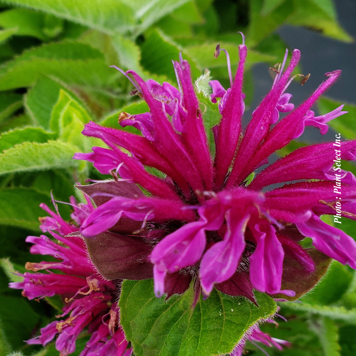 Monarda 'Bee You Bee Free'