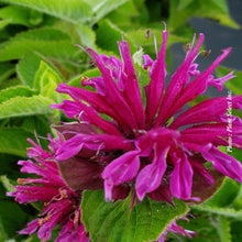 Monarda 'Bee You Bee Free'
