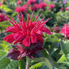 Monarda 'Bee You Bee Happy'