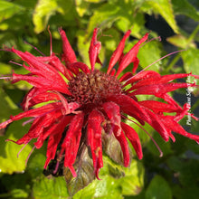 Monarda didyma 'Cambridge Scarlet'