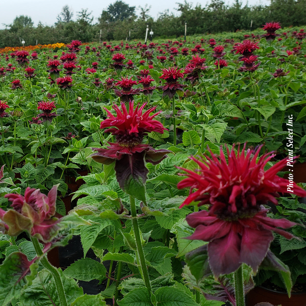 Monarda didyma 'Fireball'