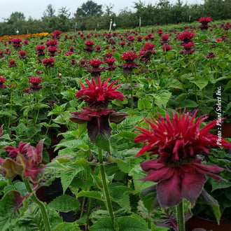 Monarde 'Fireball'. De longs tubes floraux fins partent de la tête ronde et dessinent son contour frangé. Les fleurs présentent des tons rouge foncé, avec des plis plus sombres entre les pétales. Des tubes floraux ouverts et des boutons pointus partent de la tête centrale. Des feuilles vertes apparaissent autour des fleurs et entre les tiges de la photo. La plante se trouve en massif, entourée du feuillage des autres plantes voisines.