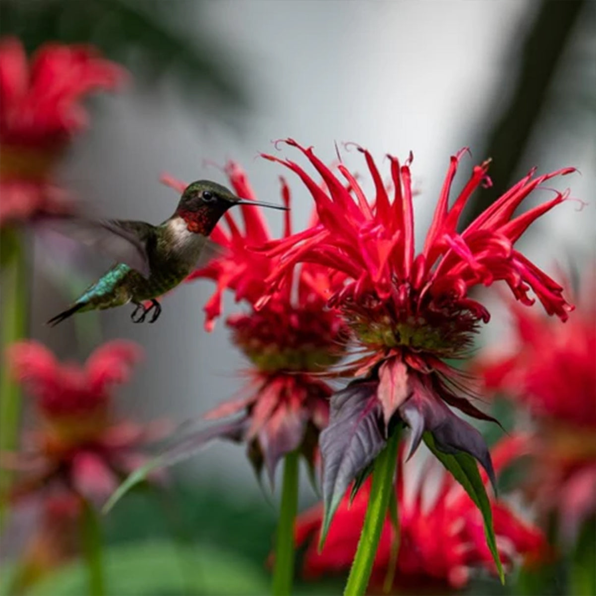 Monarda 'Gardenview Scarlet'
