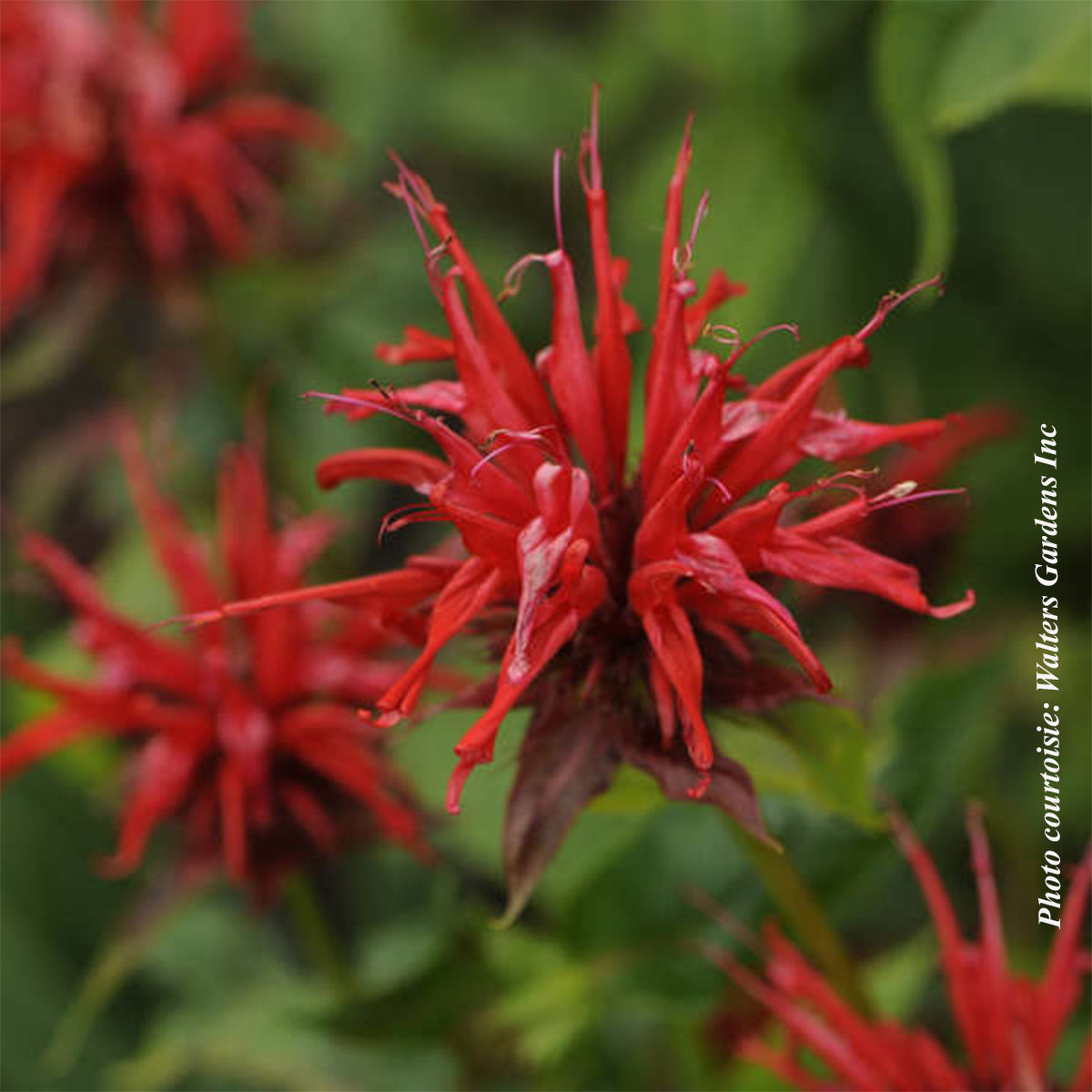 Monarda didyma 'Jacob Cline'