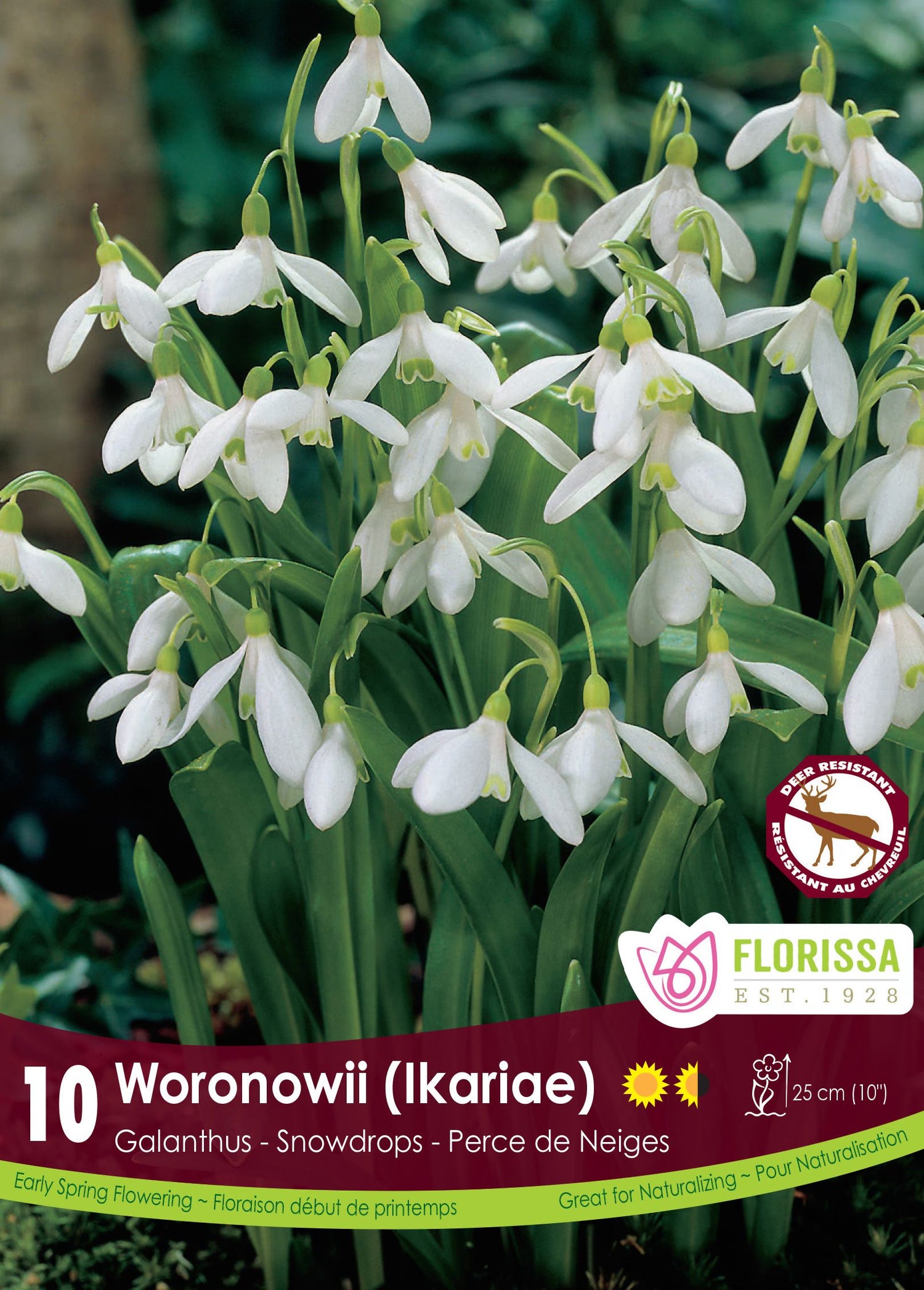 Galanthus Woronowii