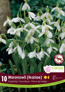 Perce-neige géant ( Galanthus woronowii ) : des perce-neige blancs retombants parmi des feuilles vertes. Le visuel Florissa présente la plante et son nom dans la partie inférieure de l’étiquette. La photographie occupe presque toute la surface, tandis que le bandeau du bas rassemble les indications du produit. Cette vue permet de reconnaître son apparence et de distinguer la variété présentée.