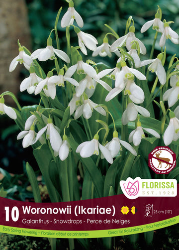 Galanthus Woronowii