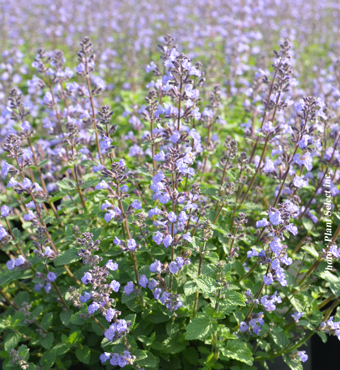 Népéta ‘Cat's Meow’ — Nepeta