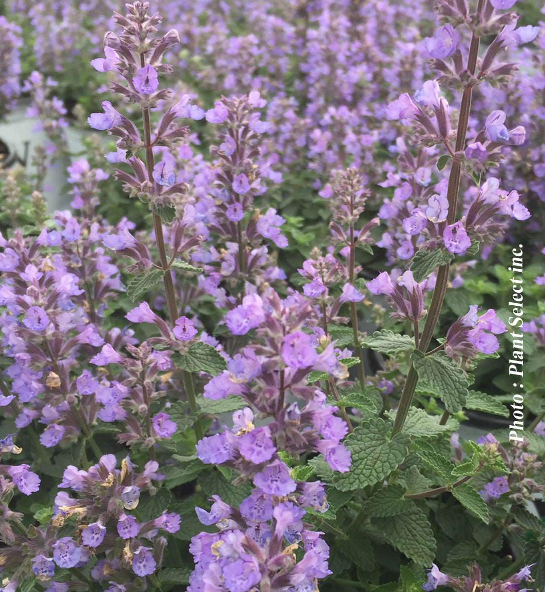 Nepeta 'Cat's Pajamas'