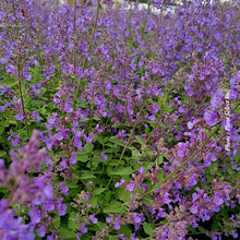 Nepeta 'Junior Walker'