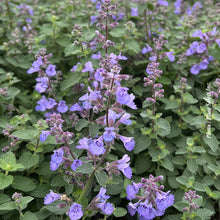 Nepeta 'Kitten Around'
