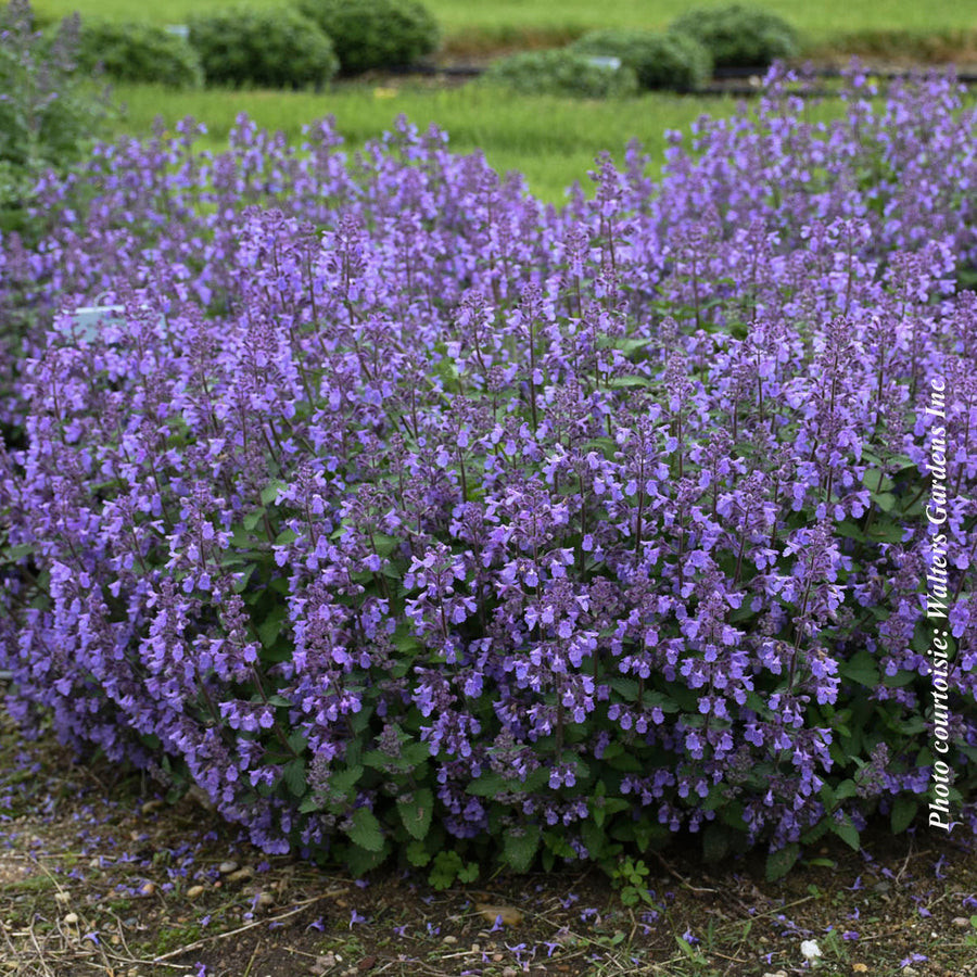 Nepeta 'Picture Purrfect'