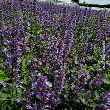 Nepeta 'Whispurr Blue'