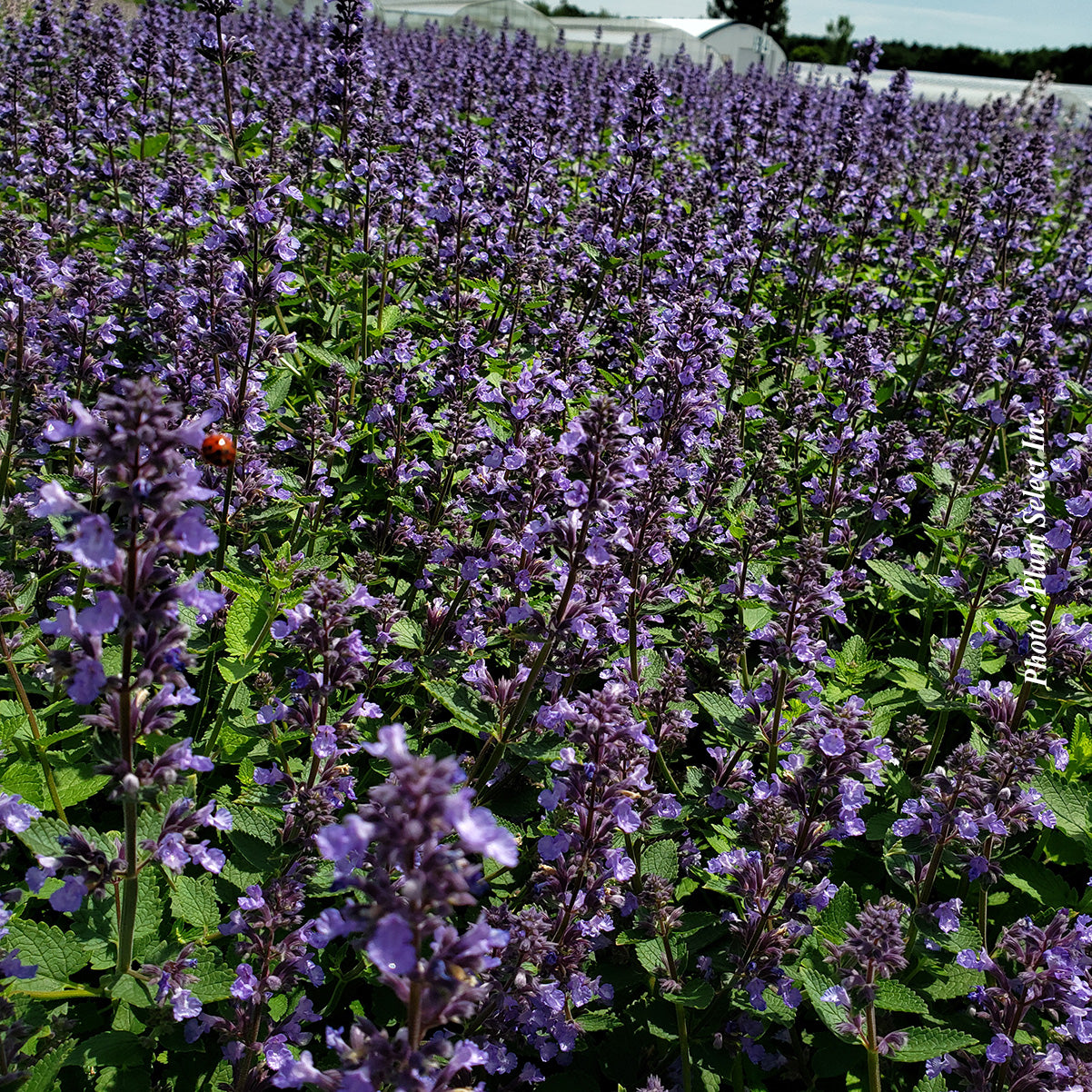 Nepeta 'Whispurr Blue'