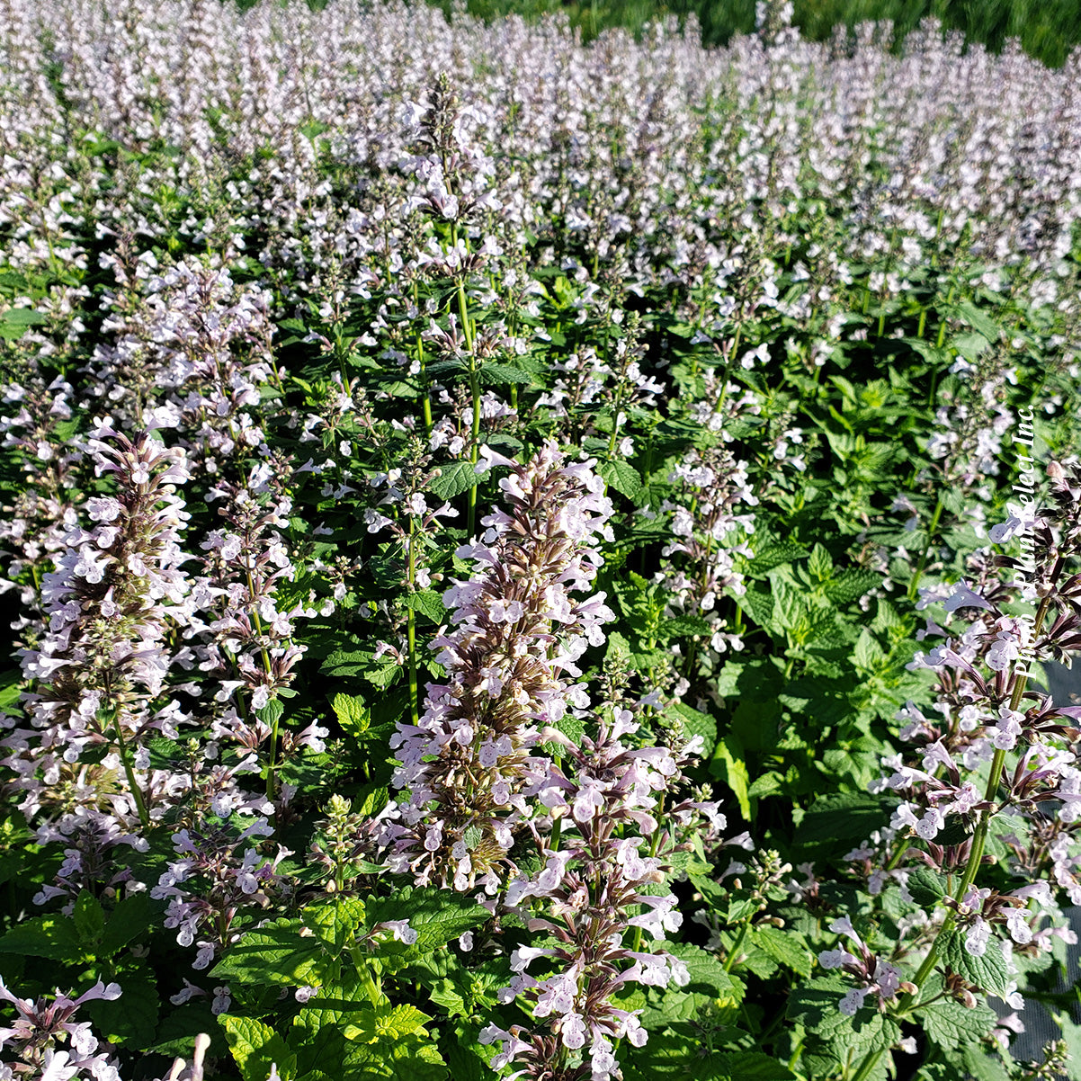 Nepeta 'Whispurr Pink'