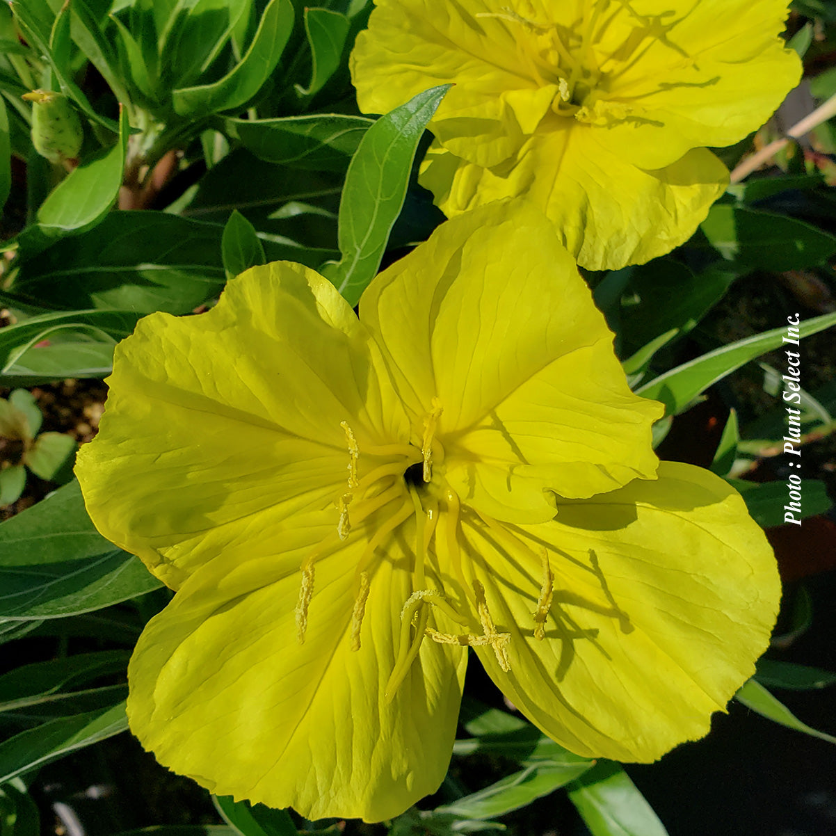 Oenothera macrocarpa (syn. O. missouriensis)
