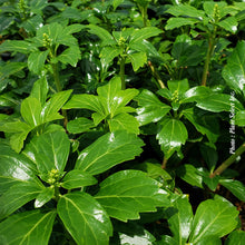 Pachysandra terminalis 'Green Sheen'