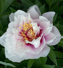 Paeonia Itoh 'Cora Louise'