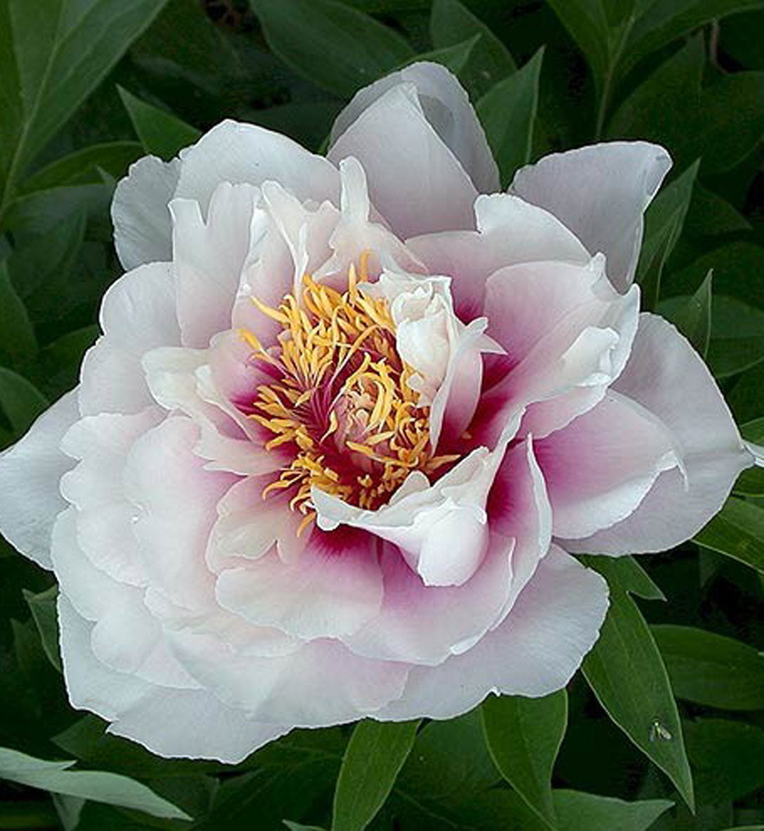 Paeonia Itoh 'Cora Louise'