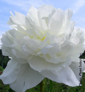 Pivoine 'Duchesse de Nemours'. Les couches de pétales aux bords courbes donnent à la fleur son contour arrondi. Les pétales blancs captent la lumière, avec de douces ombres grises entre leurs plis. Les pétales internes sont serrés les uns contre les autres au cœur plein. Les parties florales occupent le cadre, laissant seulement voir de petites zones du fond. Une zone de ciel apparaît derrière les fleurs, au-delà du bord de leurs pétales.