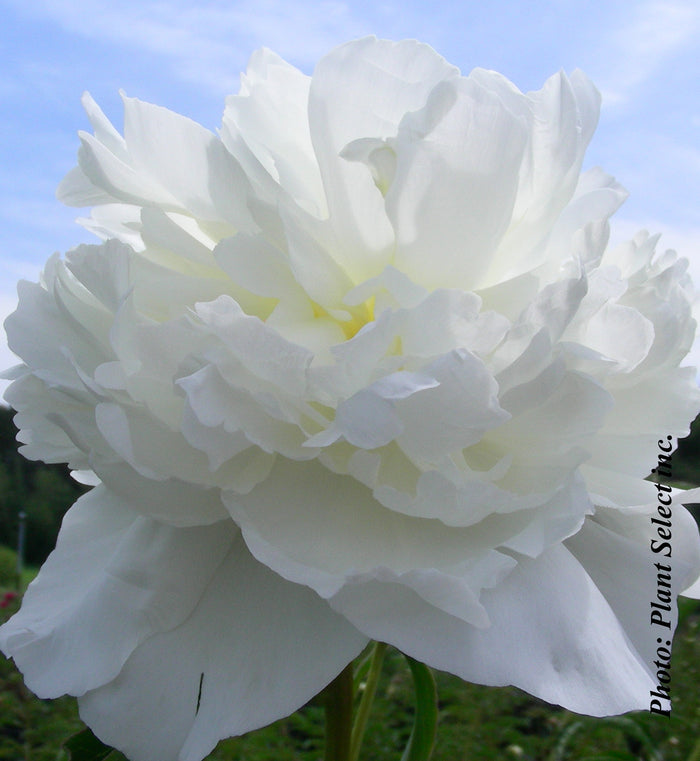 Paeonia lactiflora 'Duchesse de Nemours'