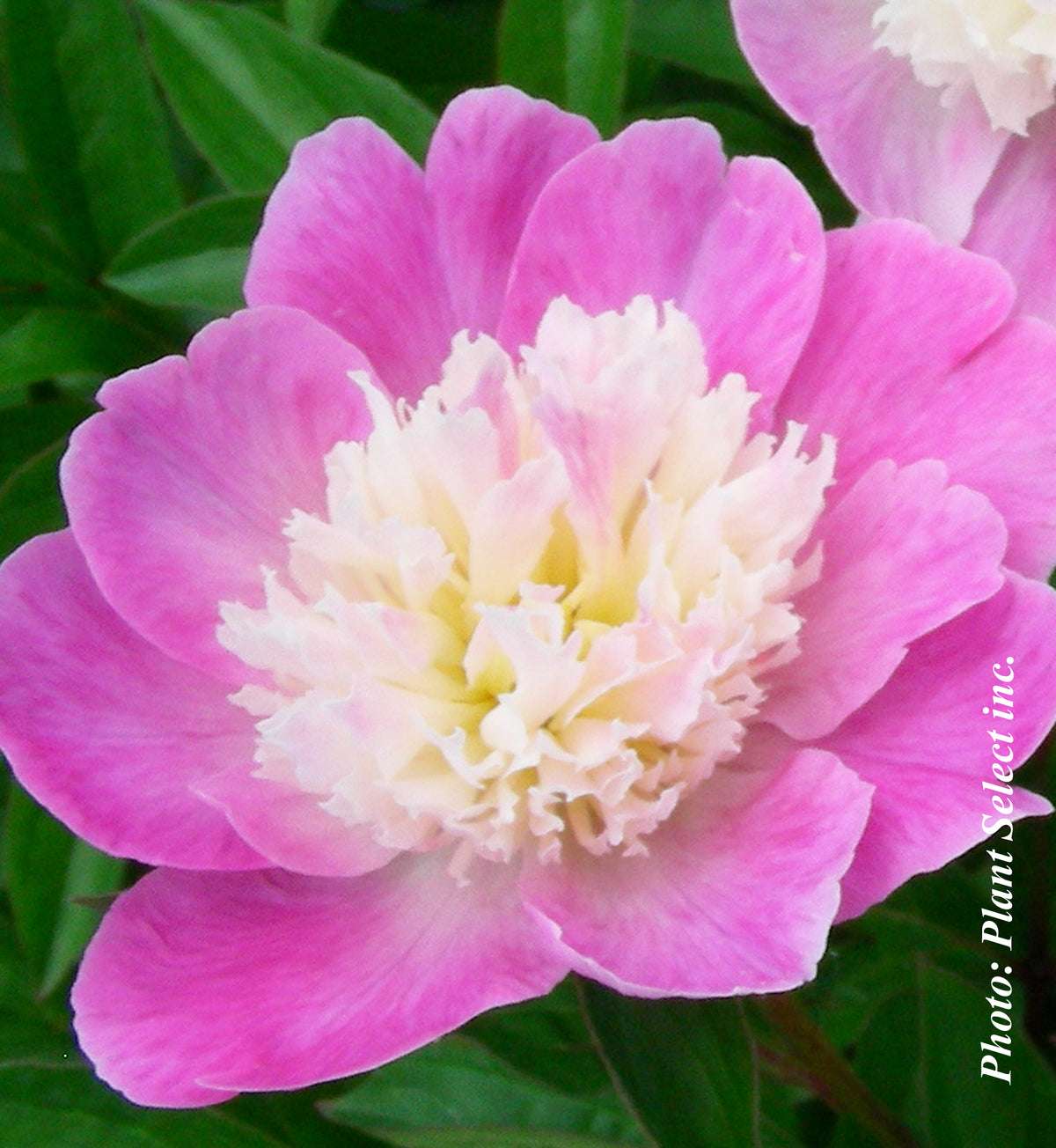 Paeonia lactiflora 'Gay Paree'