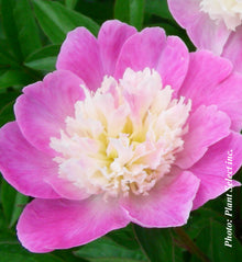 Paeonia lactiflora 'Gay Paree'