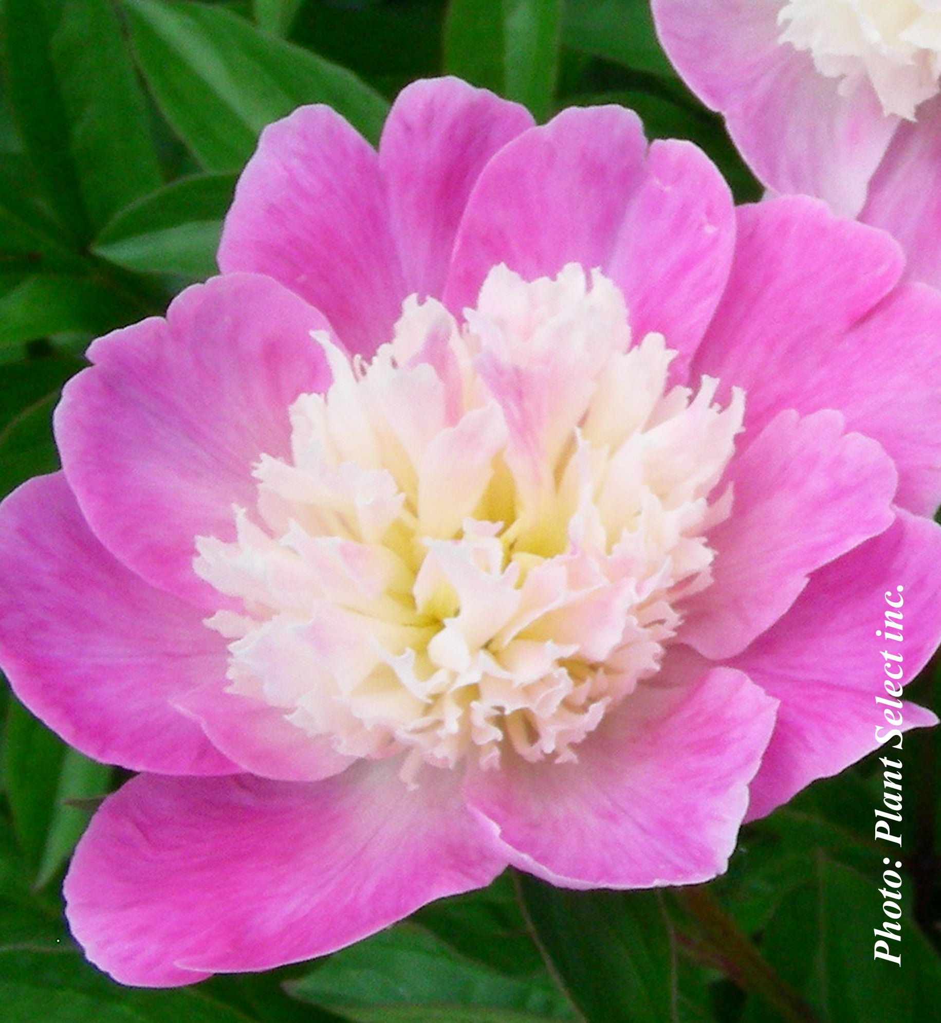 Paeonia lactiflora 'Gay Paree'