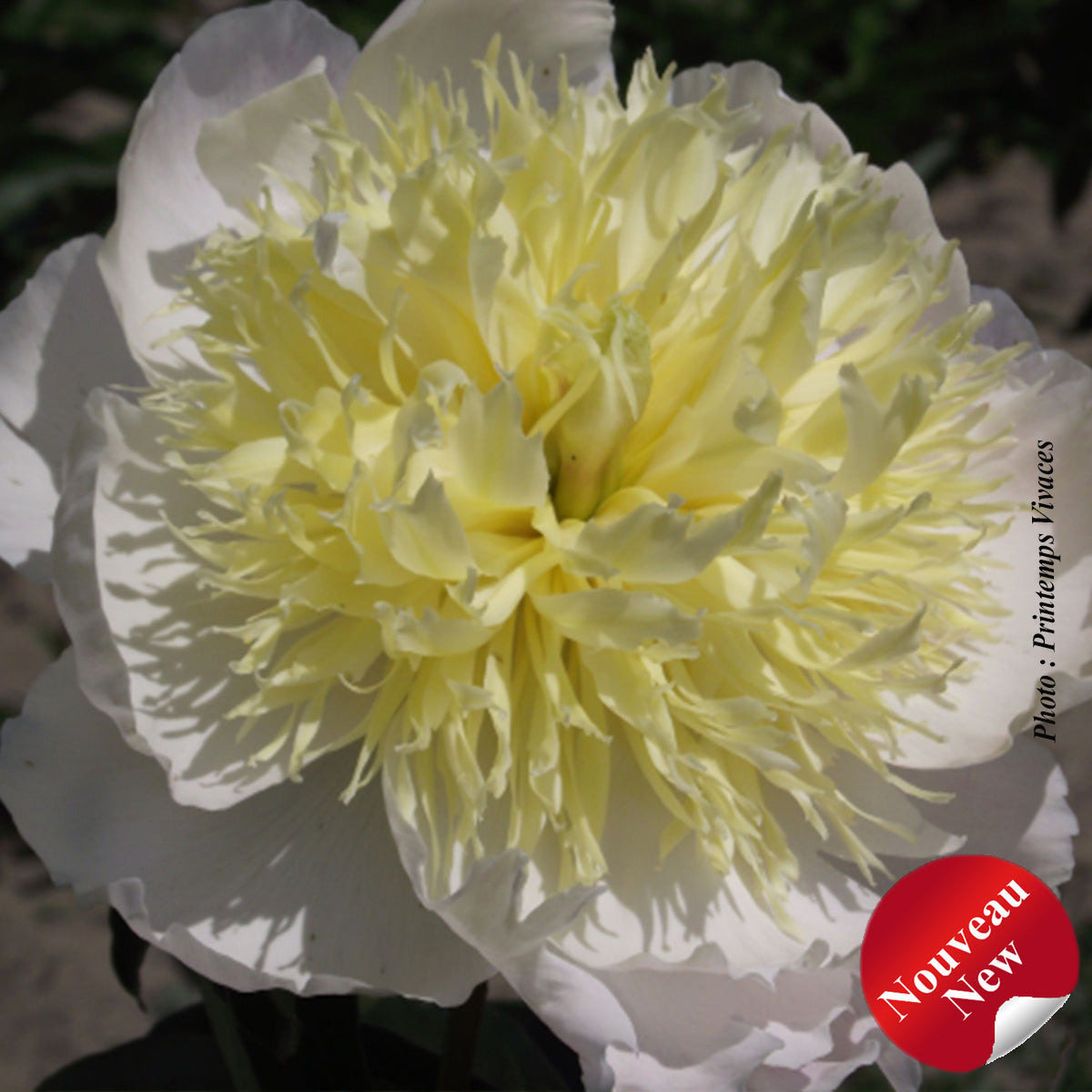 Paeonia 'Honey Gold'