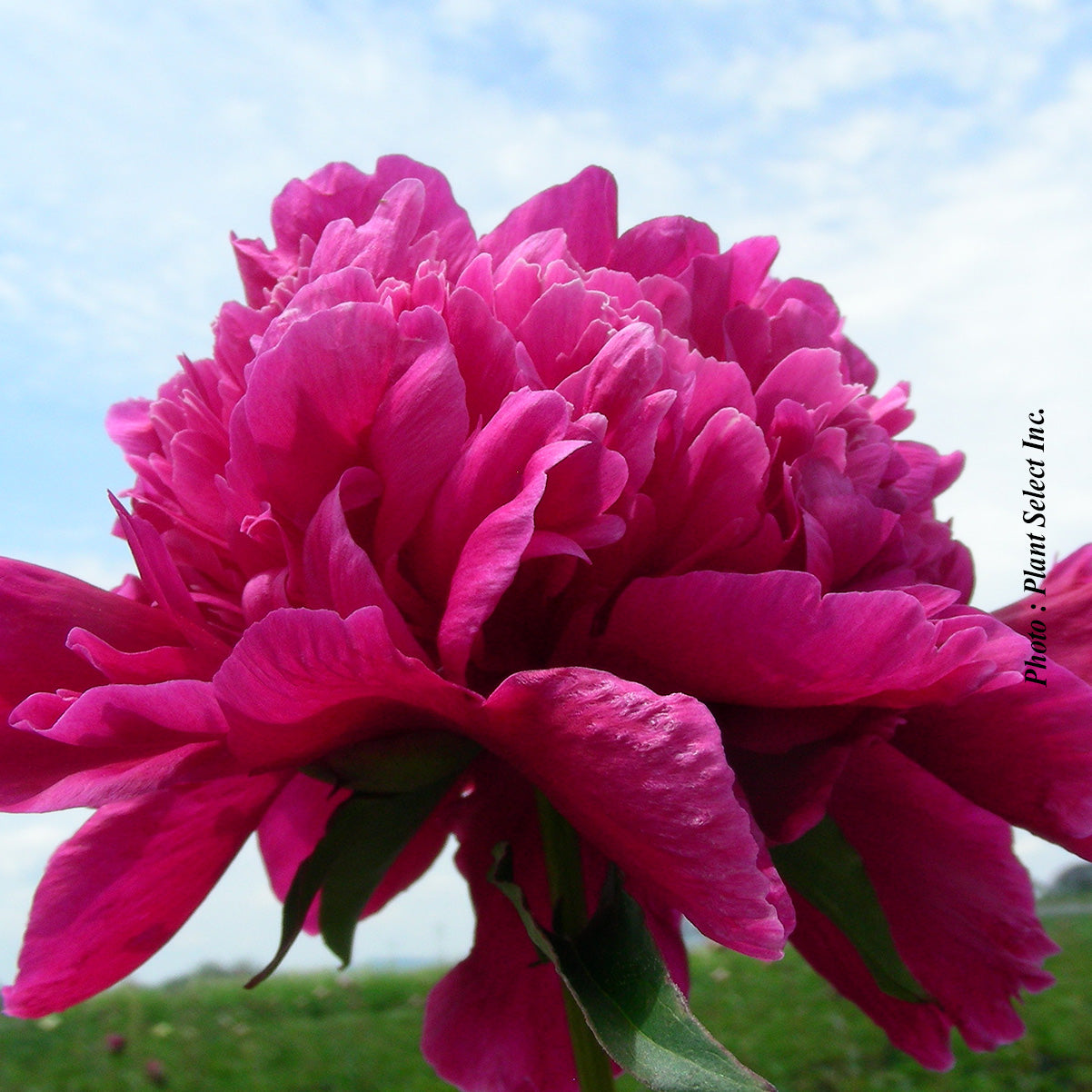 Paeonia lactiflora 'Inspecteur Lavergne'