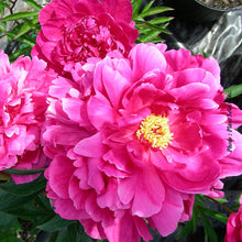 Paeonia lactiflora 'Kansas'
