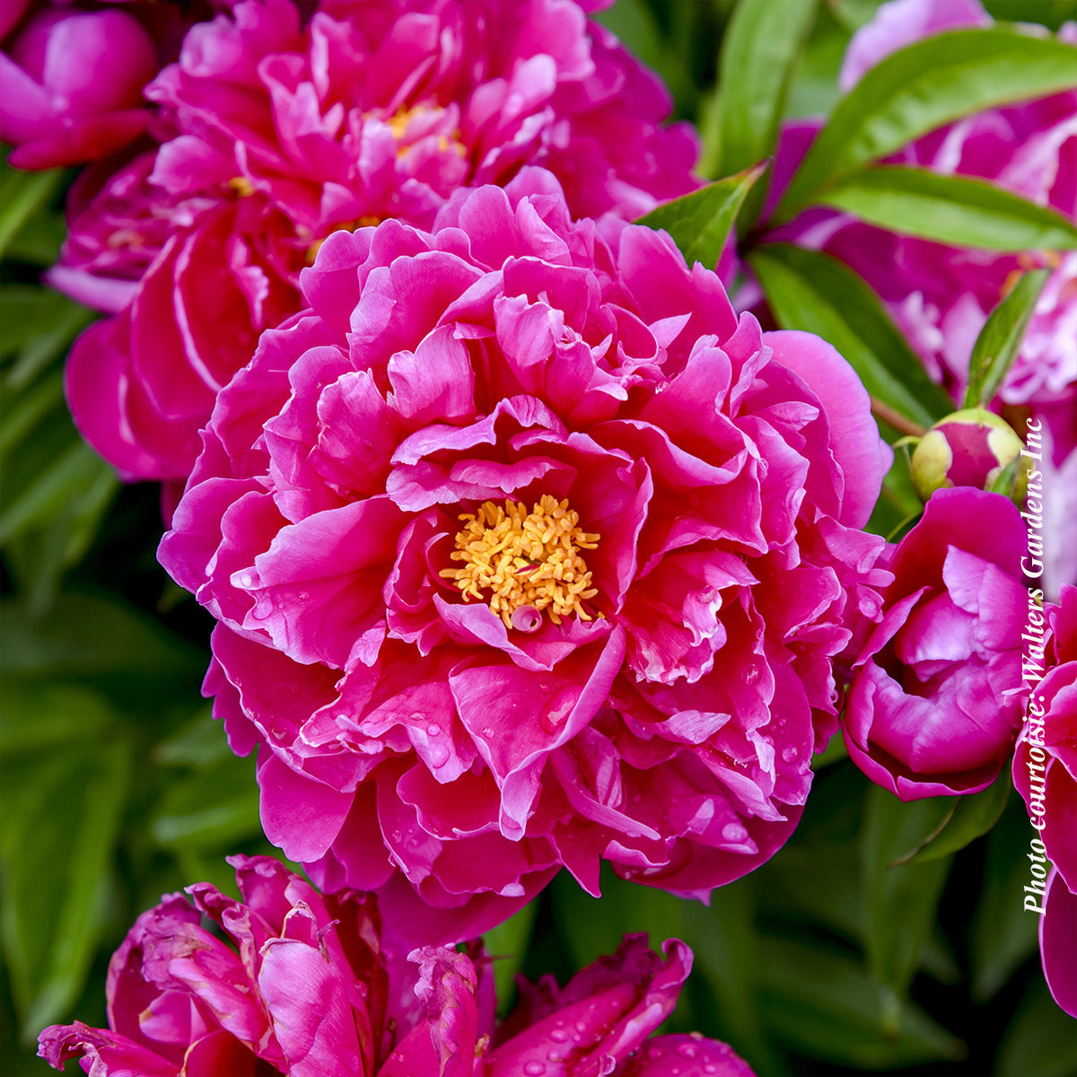 Paeonia lactiflora 'Karl Rosenfield'