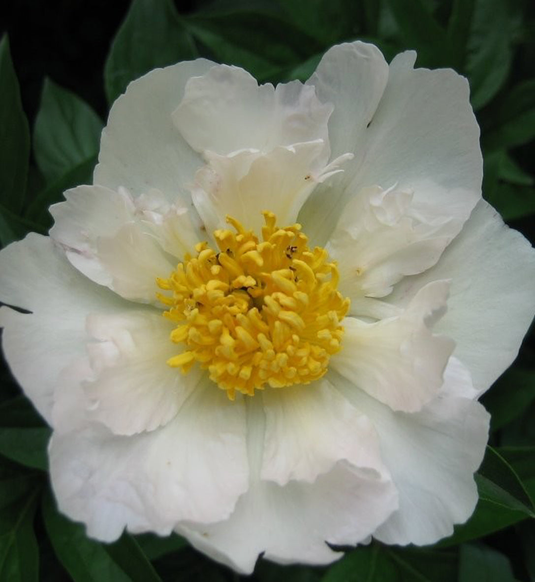 Paeonia lactiflora 'Krinkled White'