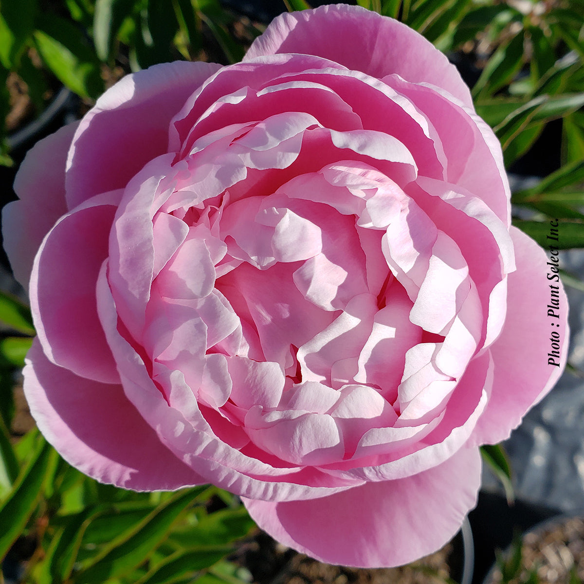 Paeonia lactiflora 'Mrs Franklin D. Roosevelt'