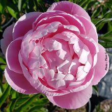 Paeonia lactiflora 'Mrs Franklin D. Roosevelt'