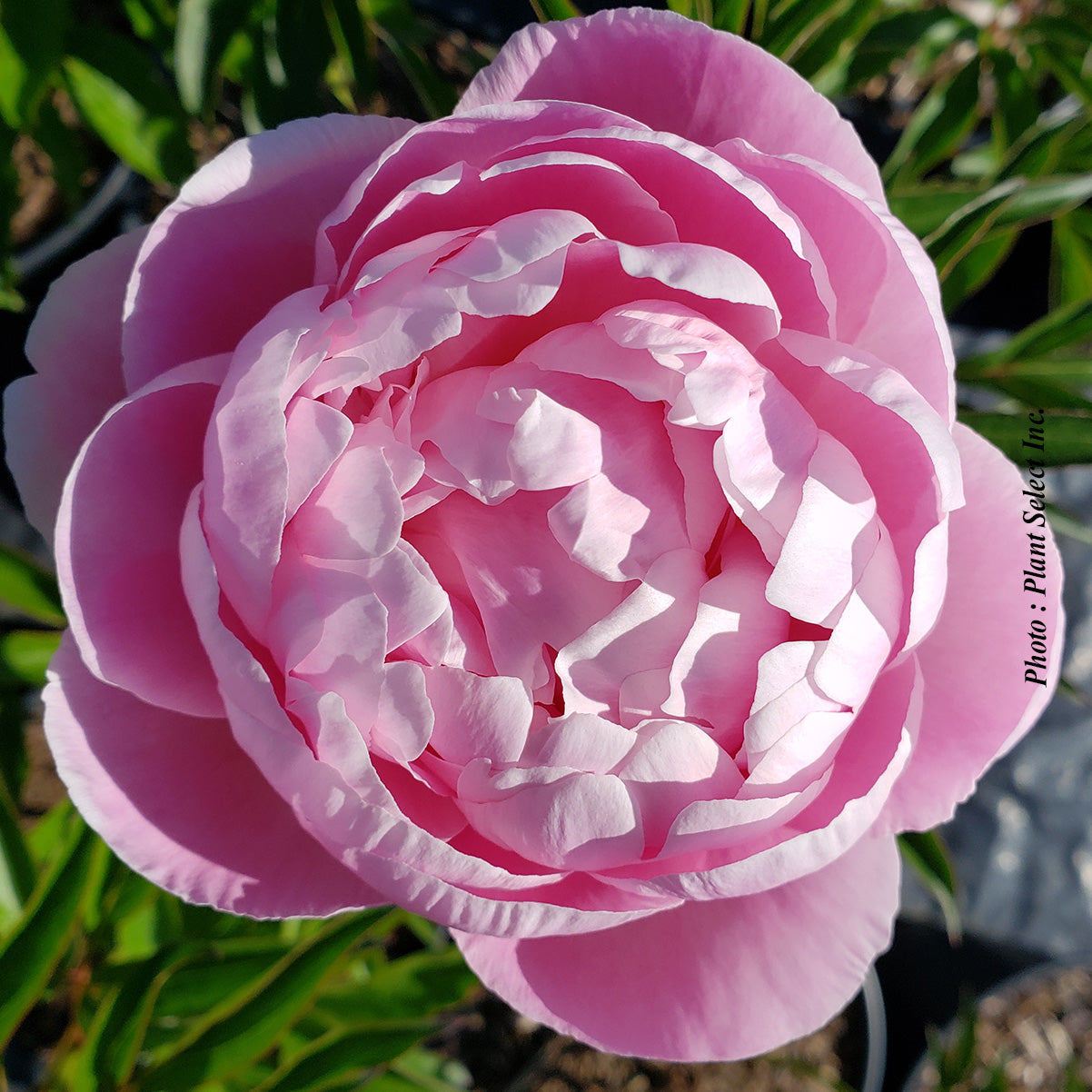 Paeonia lactiflora 'Mrs Franklin D. Roosevelt'