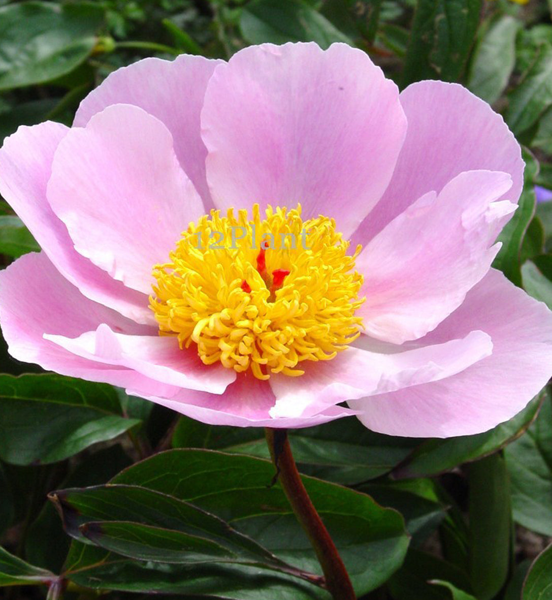 Paeonia 'Nymphe'