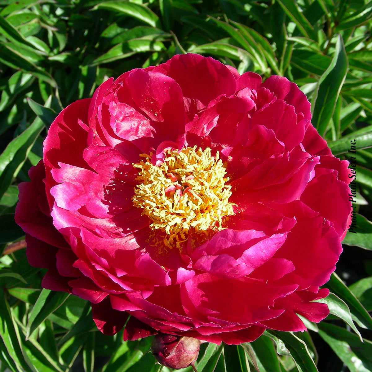 Paeonia lactiflora 'Peter Brand'