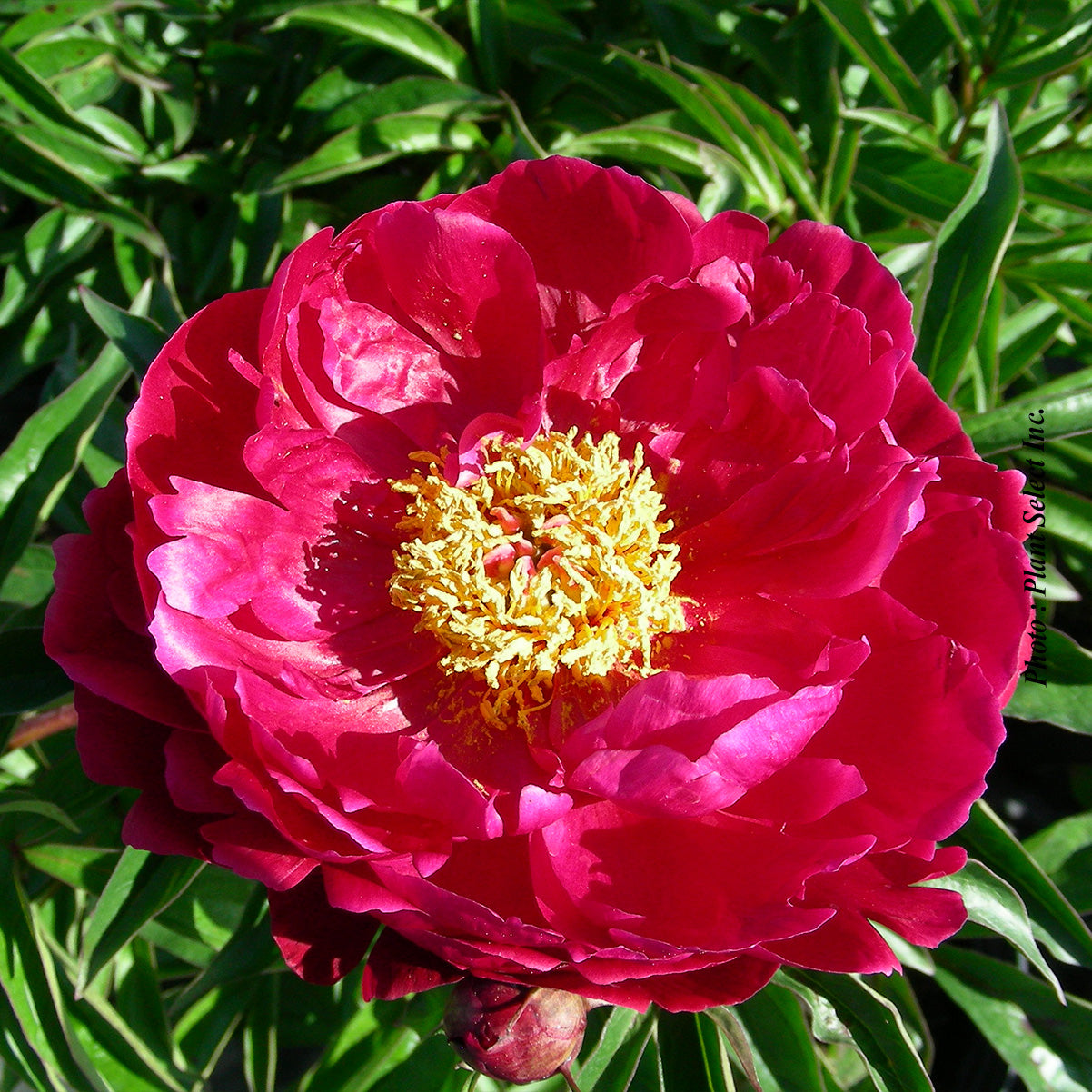 Paeonia lactiflora 'Peter Brand'