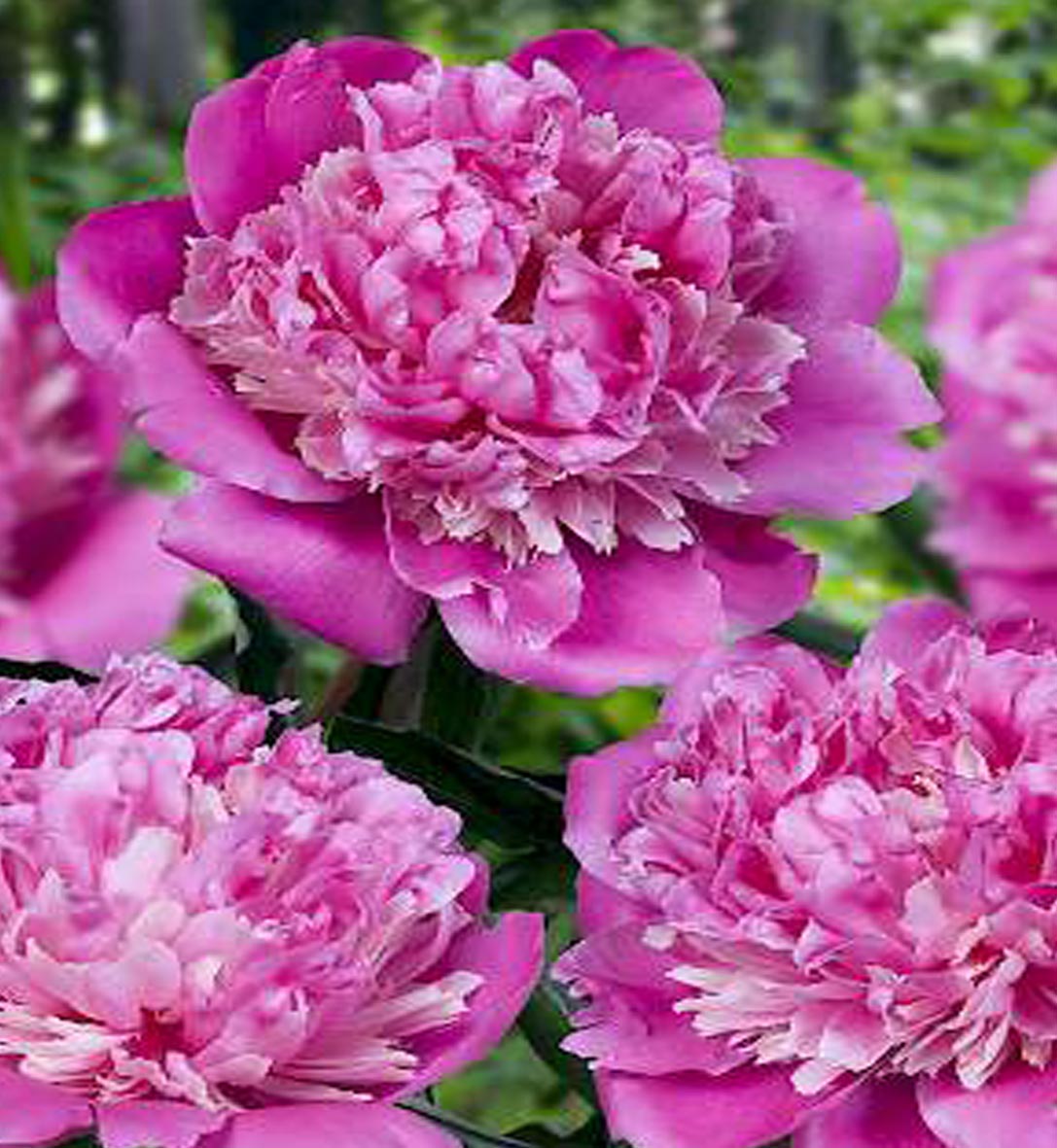 Paeonia 'Philomele'