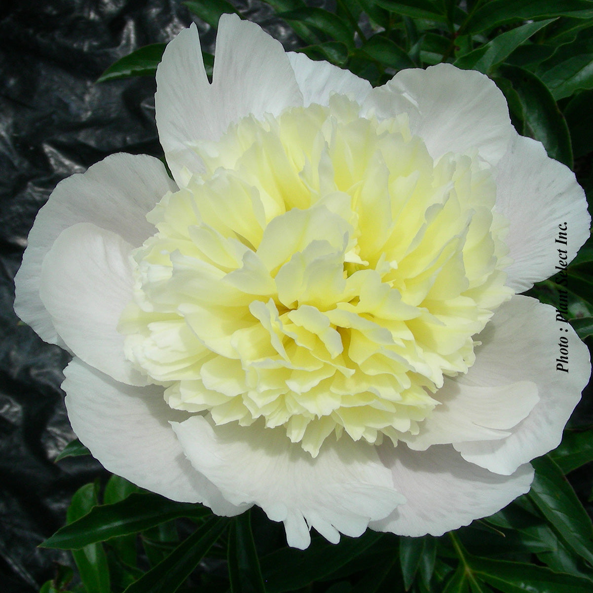 Paeonia lactiflora 'Primavera'