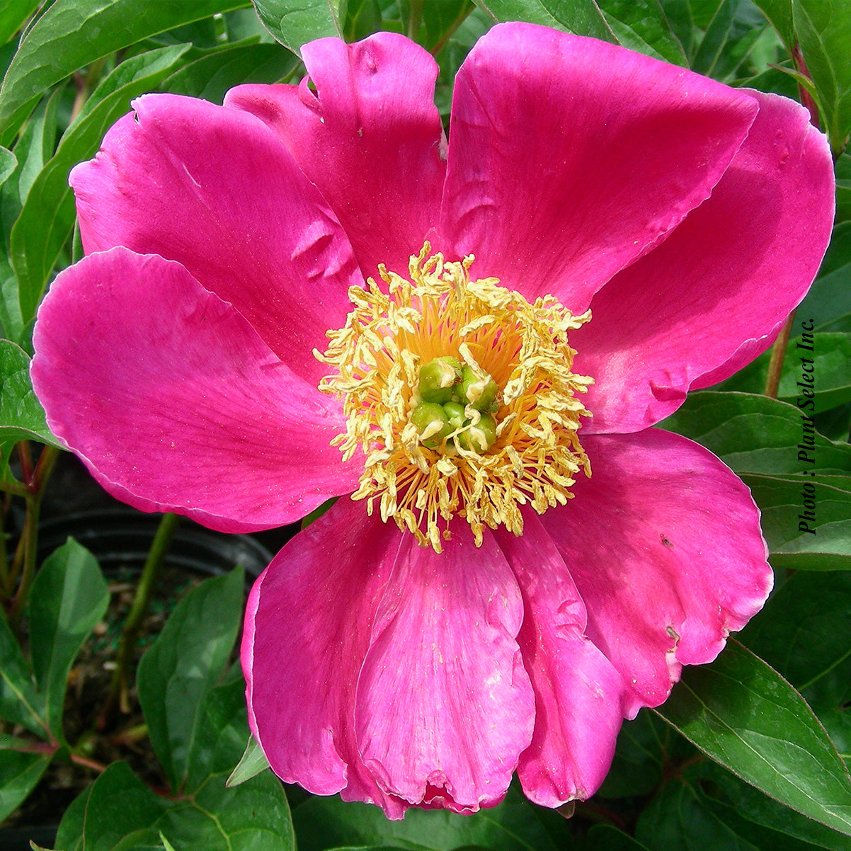 Paeonia 'Scarlet O'Hara'