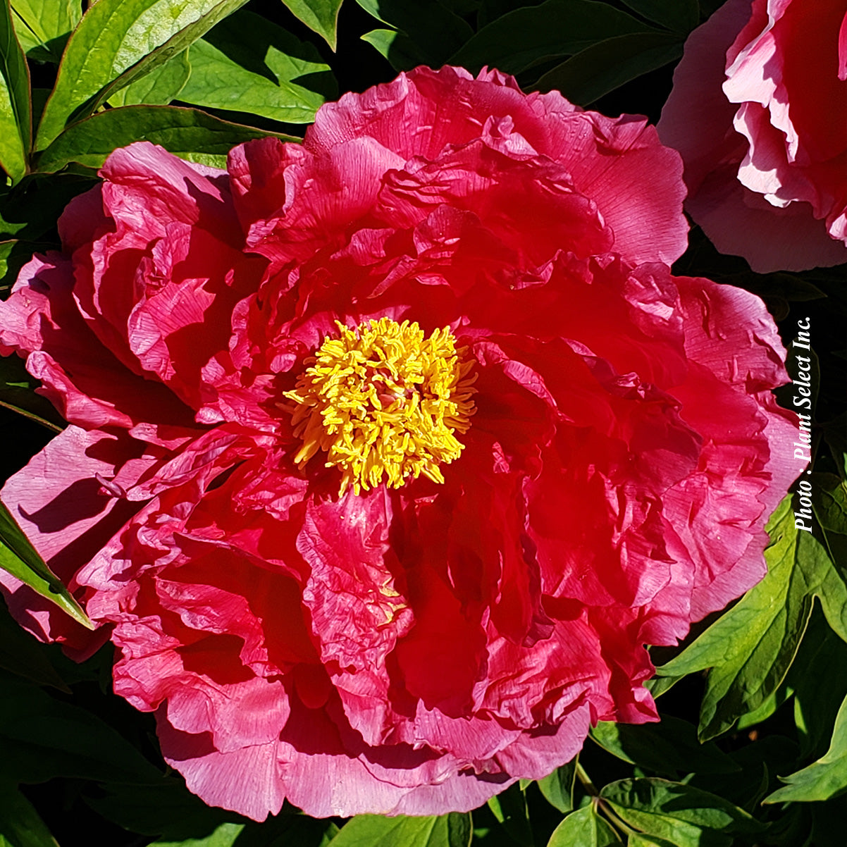 Paeonia lactiflora 'Sword Dance'